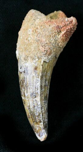 Large Cretaceous Fossil Crocodile Tooth - Morocco #23395